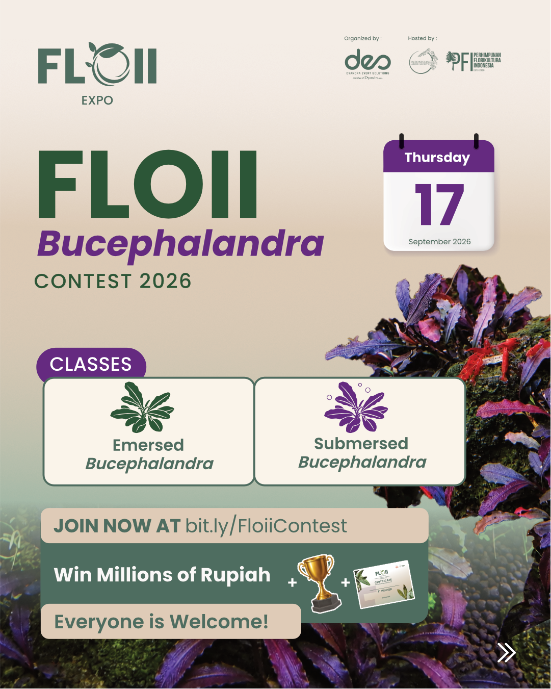 BUCEPHALANDRA CONTEST
