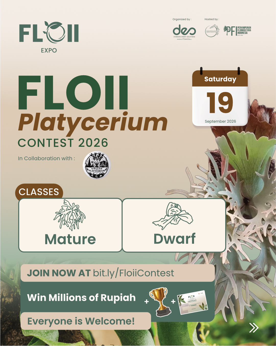 PLATYCERIUM CONTEST