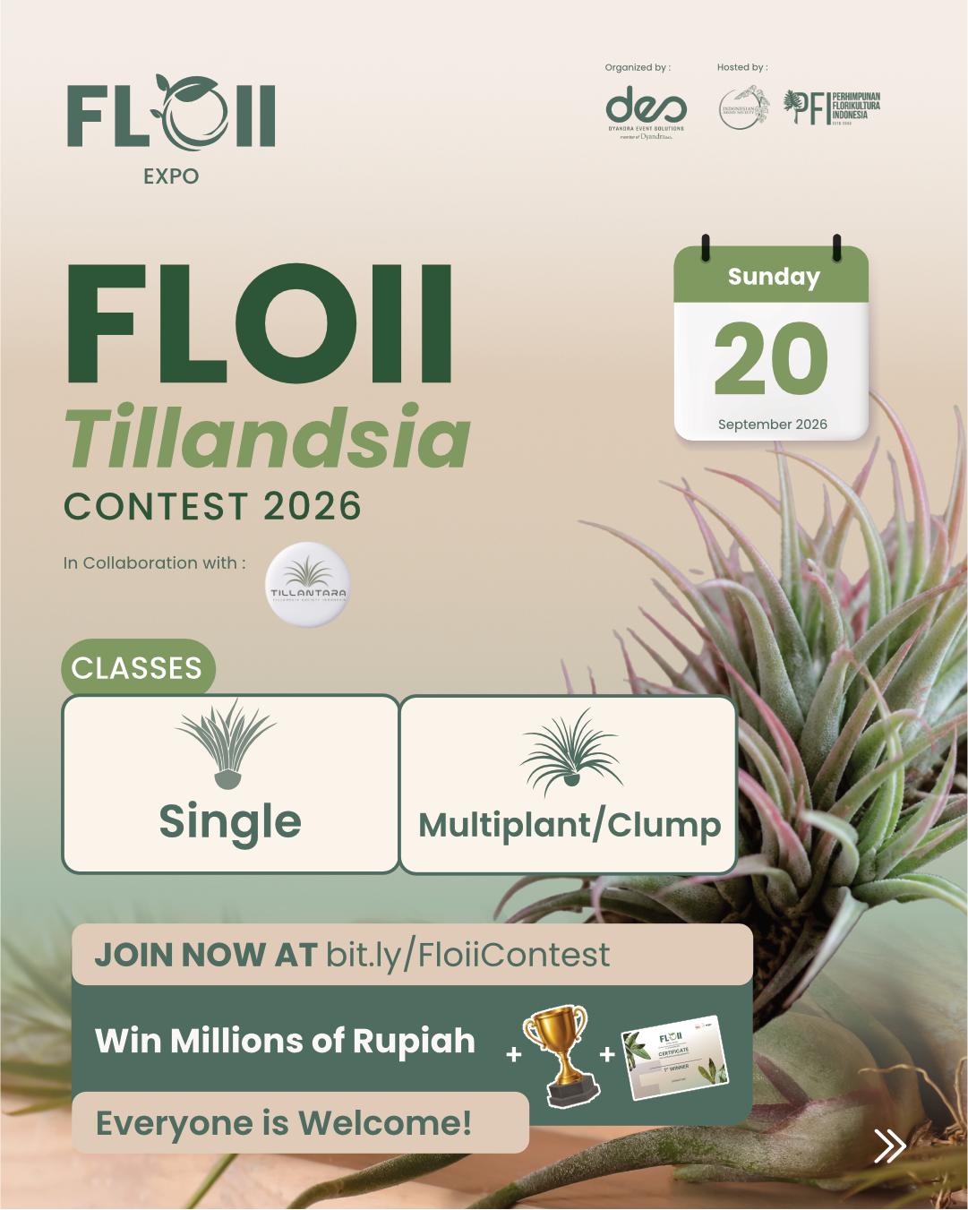 TILLANDSIA CONTEST